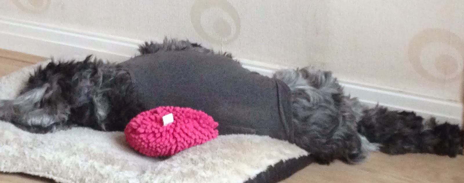 Thundershirt A Review Mammaful Zo Beauty, Life, Plus Size Fashion