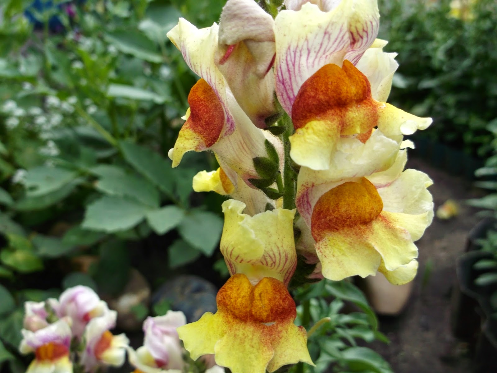 Львиный зев день ночь