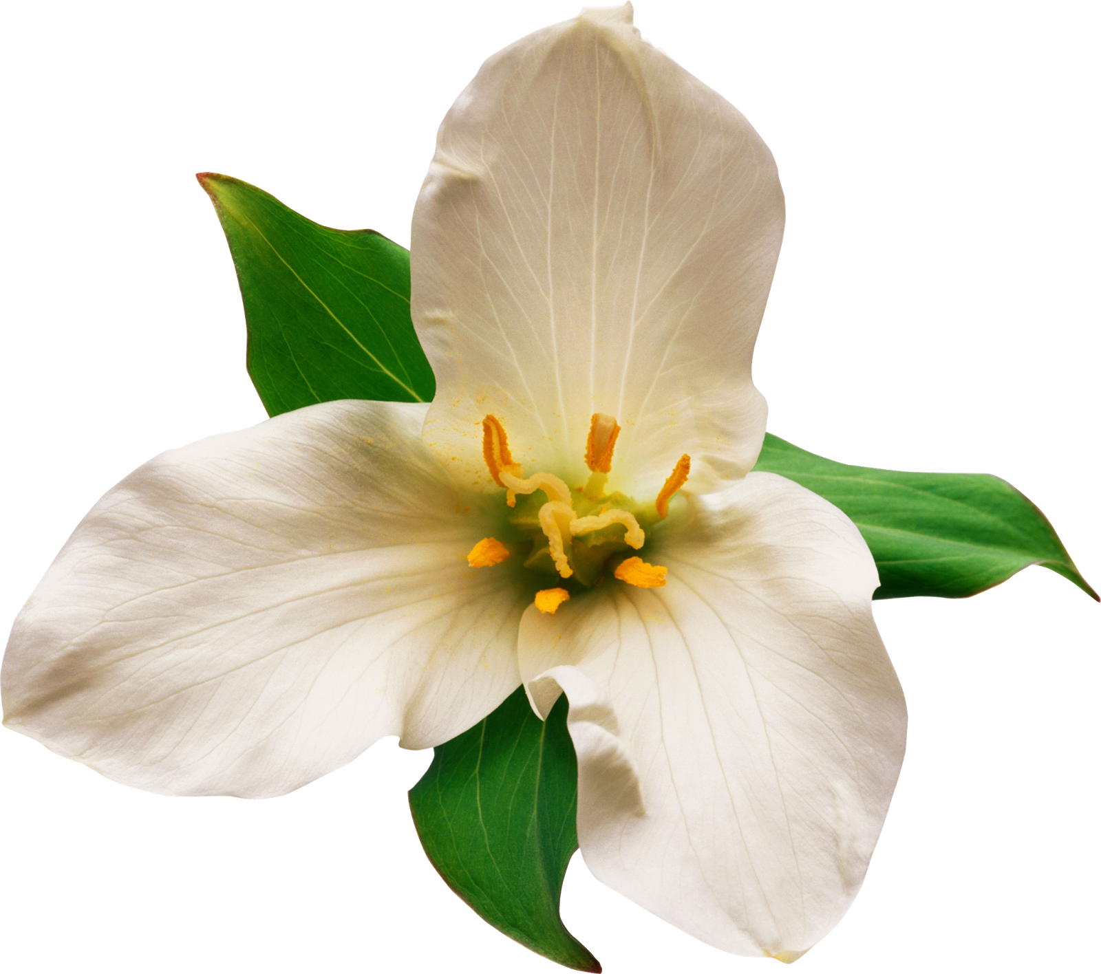 Блог Колибри: PNG клипарт "Beautiful Orchids Flower"