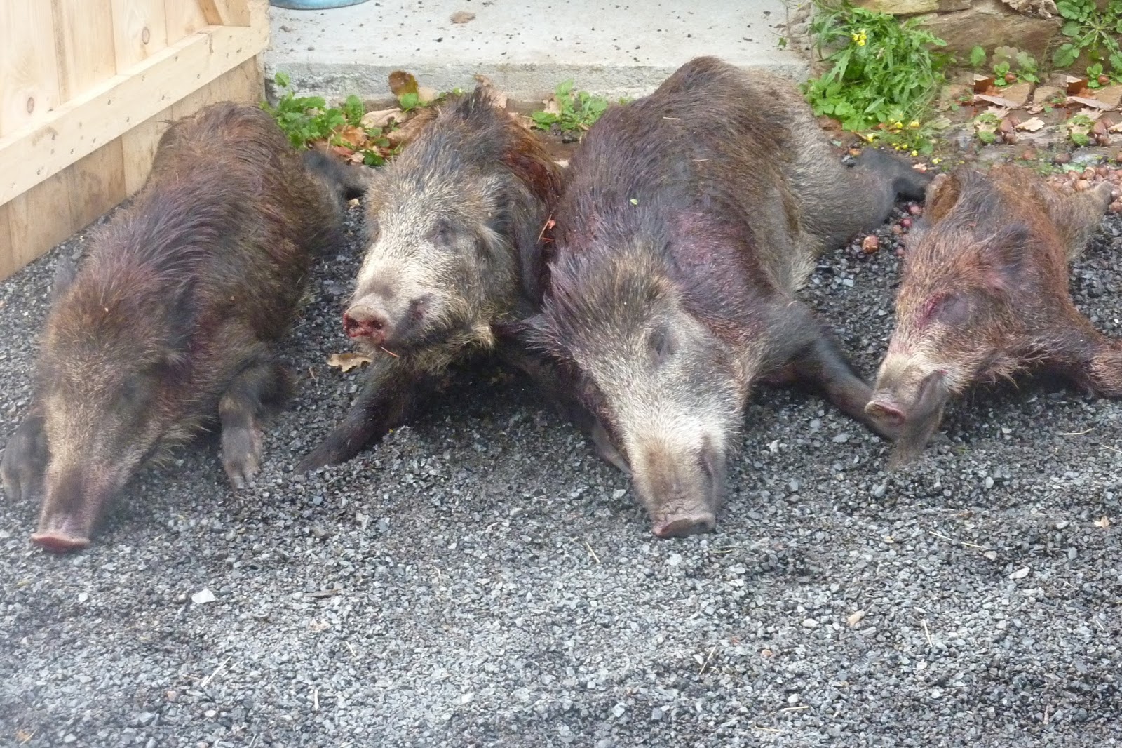 Rillette De Sanglier à La Cocotte Minute La Saulnerie News: Rillettes de Sanglier