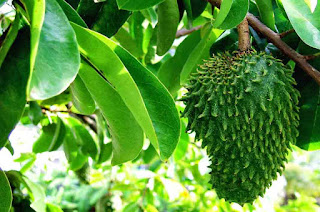 Combine the benefits of Soursop Leaf and Ant to Cure Cancer!