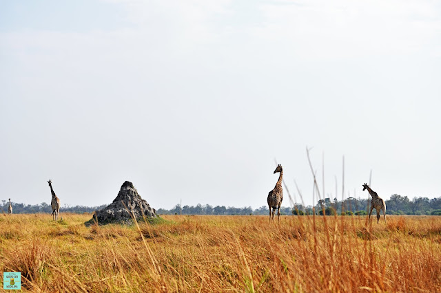 Jirafas en la Reserva de Moremi de Botswana