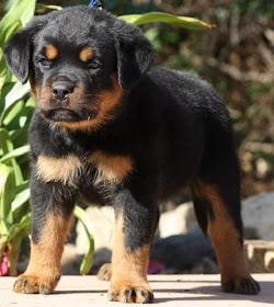 Beautiful And Dangerous Animals/Birds Hd Wallpapers: Rottweiler Puppies