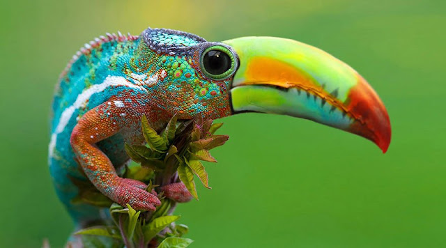 Photoshopped Animals