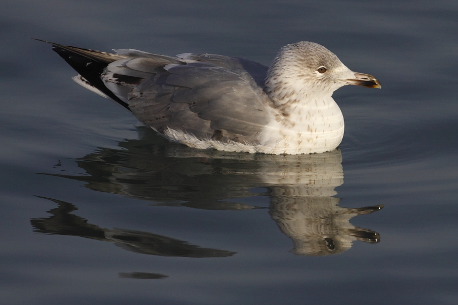 GullDK Herring Gull (Larus argentatus) with abnormal small body size