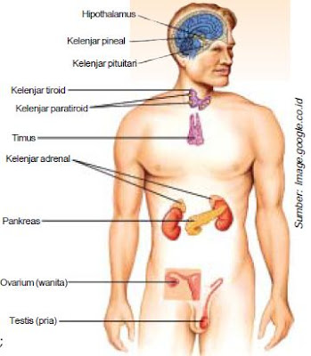 Pengertian, Macam-Macam serta Fungsi Kelenjar Hormon Hipofisis, Tiroid, Paratiroid, Adrenal, Pankreas dan Kelenjar Gonad pada Manusia