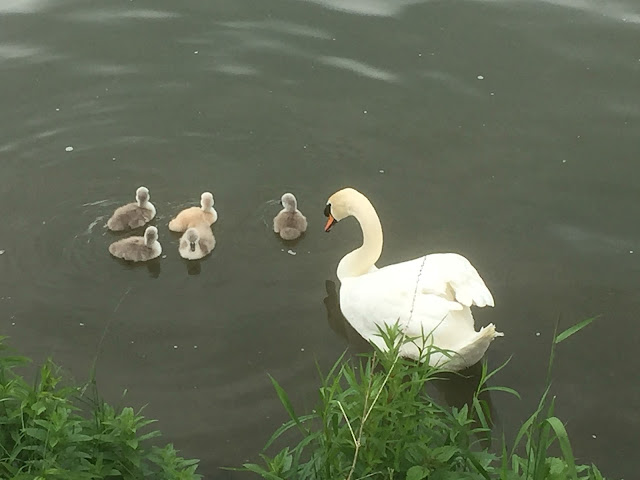 Swan Chicks with its Mother at the Old Bridge Heidelberg