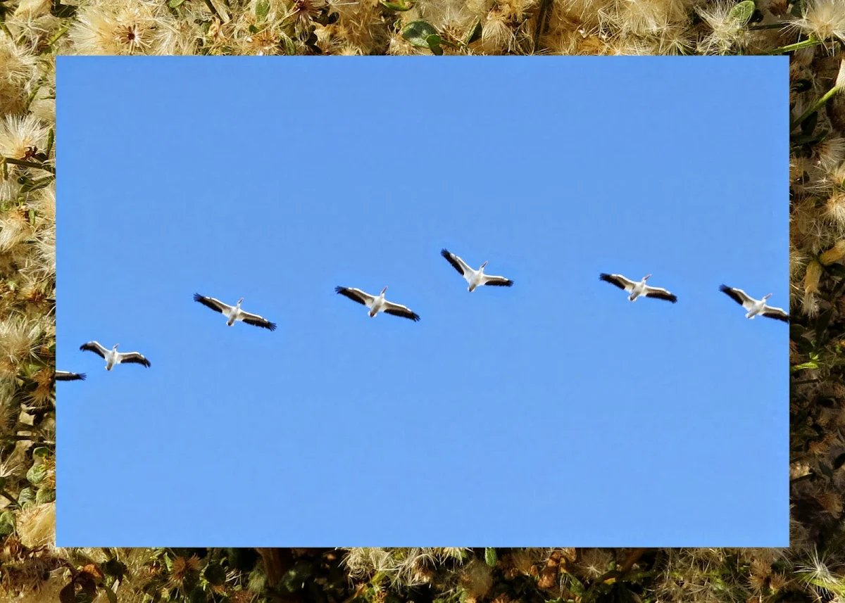 12 of the Best Places for Bird Watching in the Bay Area Sidewalk