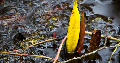 Salish Sea News and Weather: 3/12 Skunk cabbage, BC pipe, Andeavor