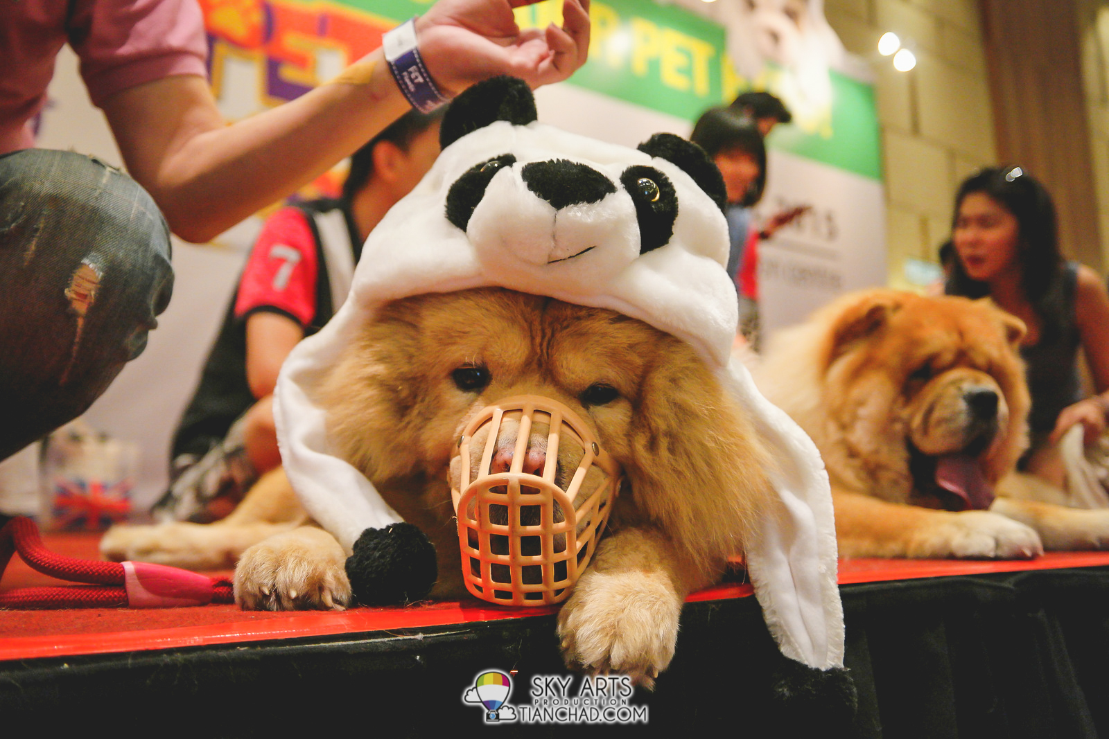 I wonder why this Chow Chow need to has his mouth covered like Bane. He seems sad