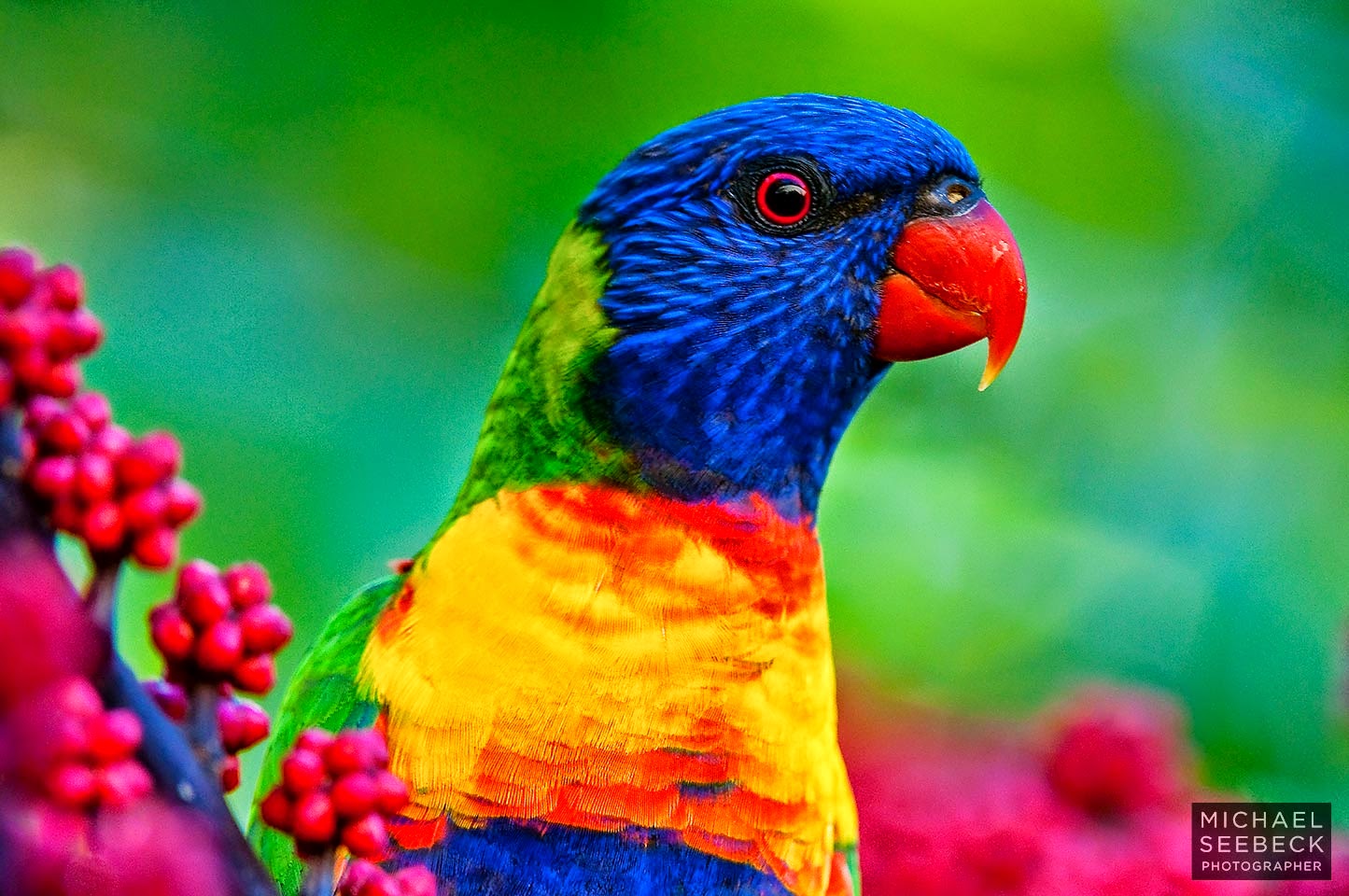 Птица радуга. Rainbow Lorikeet. Синеглазый лорикет. Разноцветные животные в природе. Птицы цвета радуги.