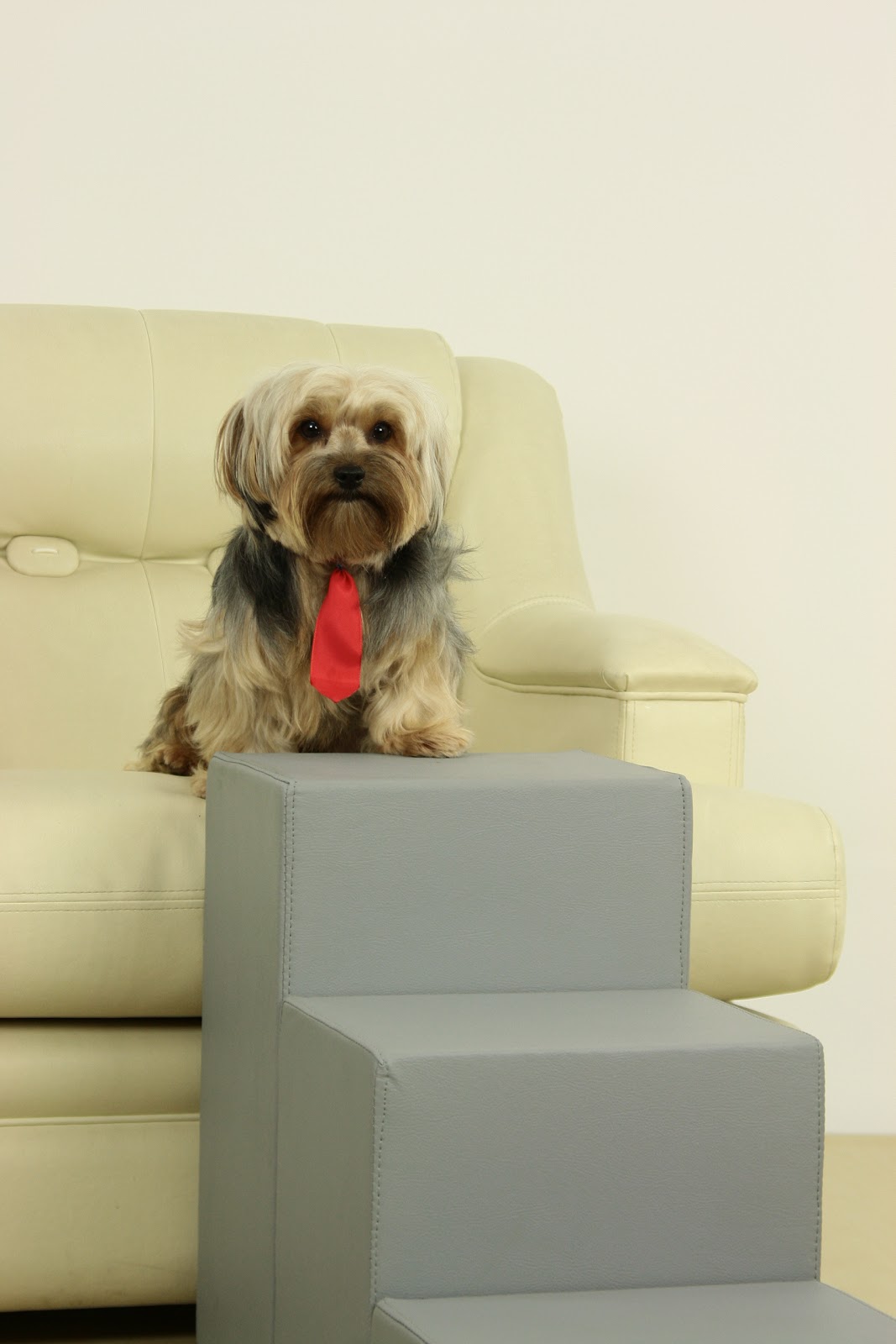 Yorkshire, Yorkshire Terrier, York PetEscadas