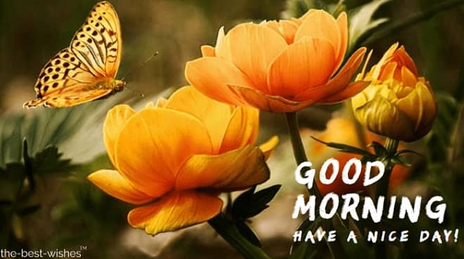 Good Morning Beautiful Flowers Images Good Morning Beautiful Flowers Images with Orange Roses