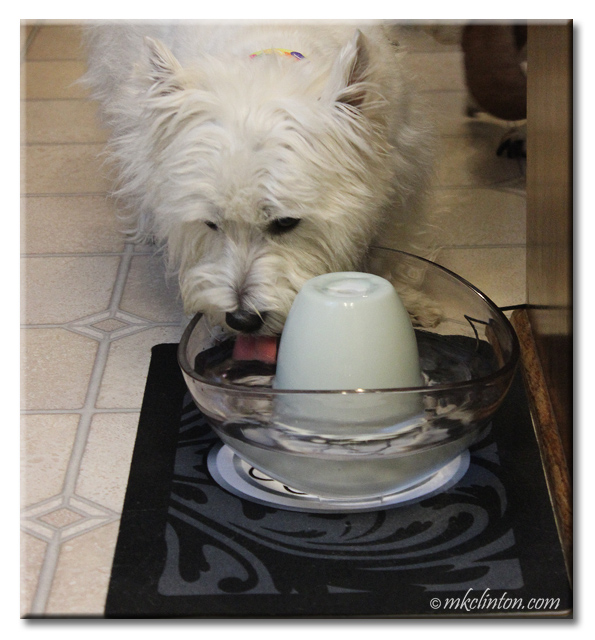 Pierre has decided that he loves our new PetSafe® Sedona Pet Fountain