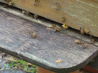 Visite-printemps-au-rucher abeilles sur la planche d'envol