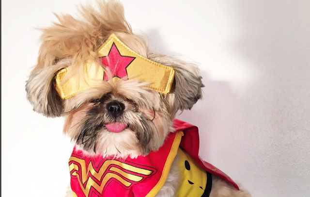 Interpretação de Sonhos com cachorro
