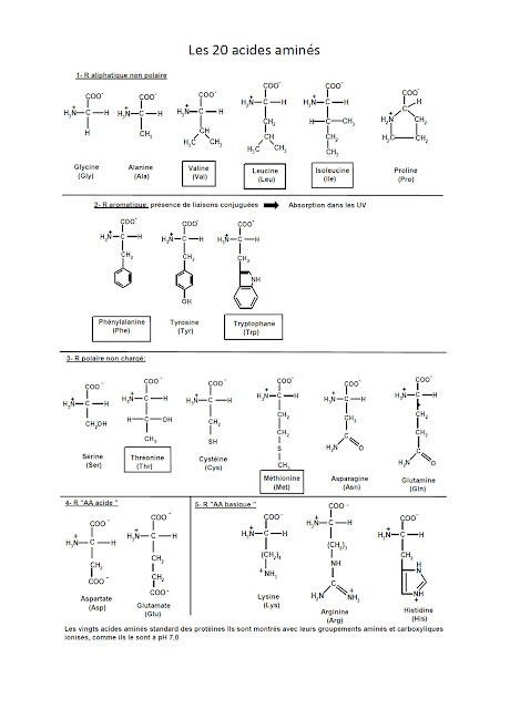 Biochimie Structurale et Métabolique: BIOCHIMIE STRUCTURALE - Les 20 ...