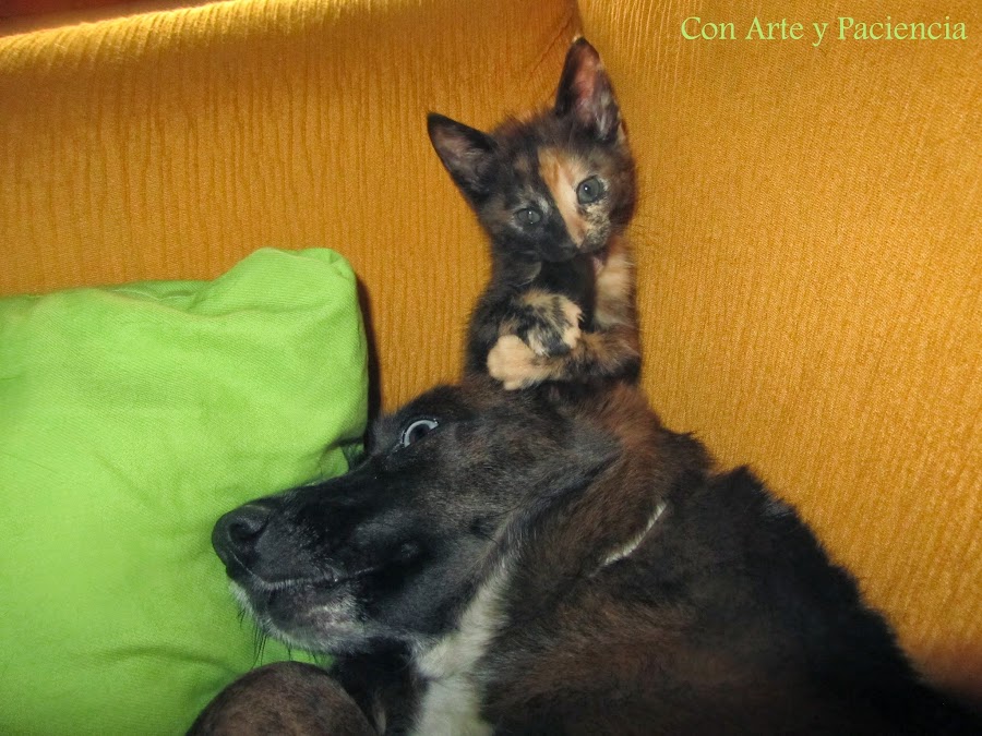 Cat,gato,gatito,kitty,bonitos,cute,tiernos,tenders,mascotas,pets,imagenes,dormir,sleep,bonitos,