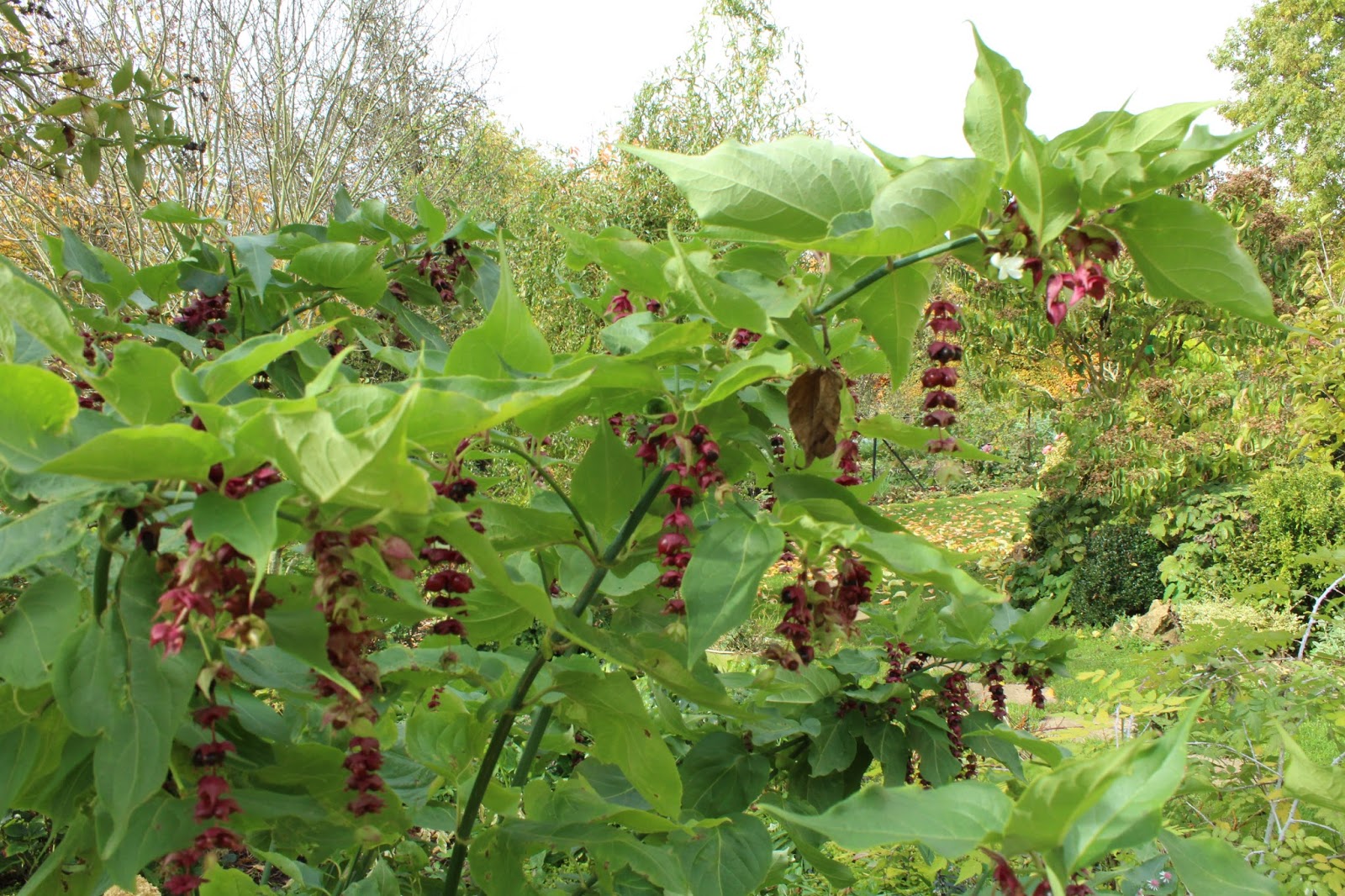 Chambres D Hotes Au Jardin Des Violettes Leycesteria Formosa