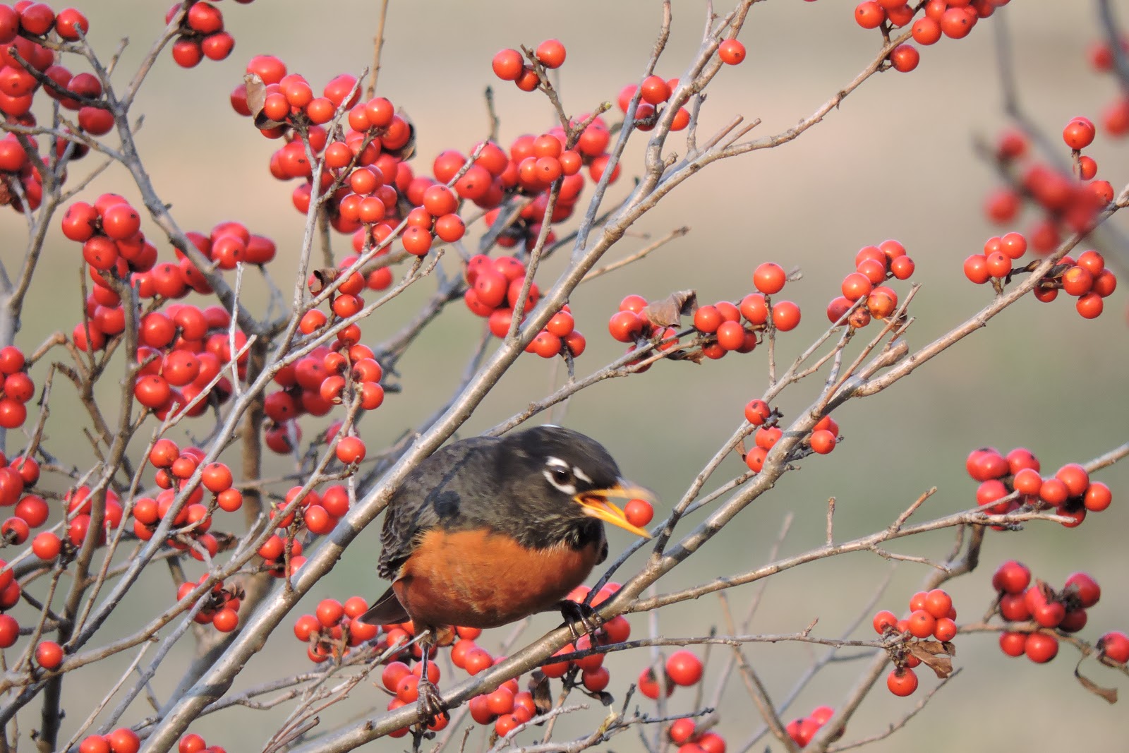Capital Naturalist by Alonso Abugattas Winterberry Holly