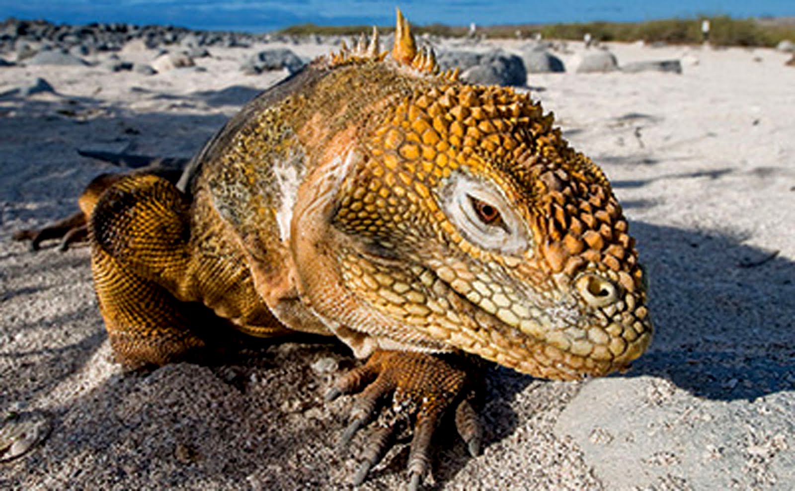 CRIATURAS Y HUMANOIDES LOS DRAGONES SON REALES CRIATURAS Y HUMANOIDES LOS DRAGONES SON REALES