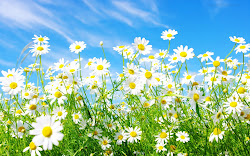 daisy wallpapers desktop daisies background backgrounds flower computer flowers spring nature roses