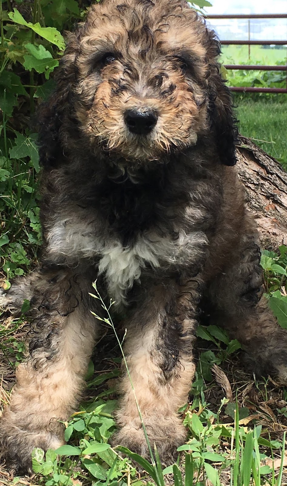 Picket Fence Puppies F1 and F1b Standard Size Bernedoodle Puppies