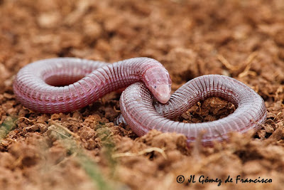 Two Snakes : Culebrilla ciega
