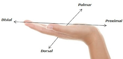 Mano Imagen de una mano y sus axisas