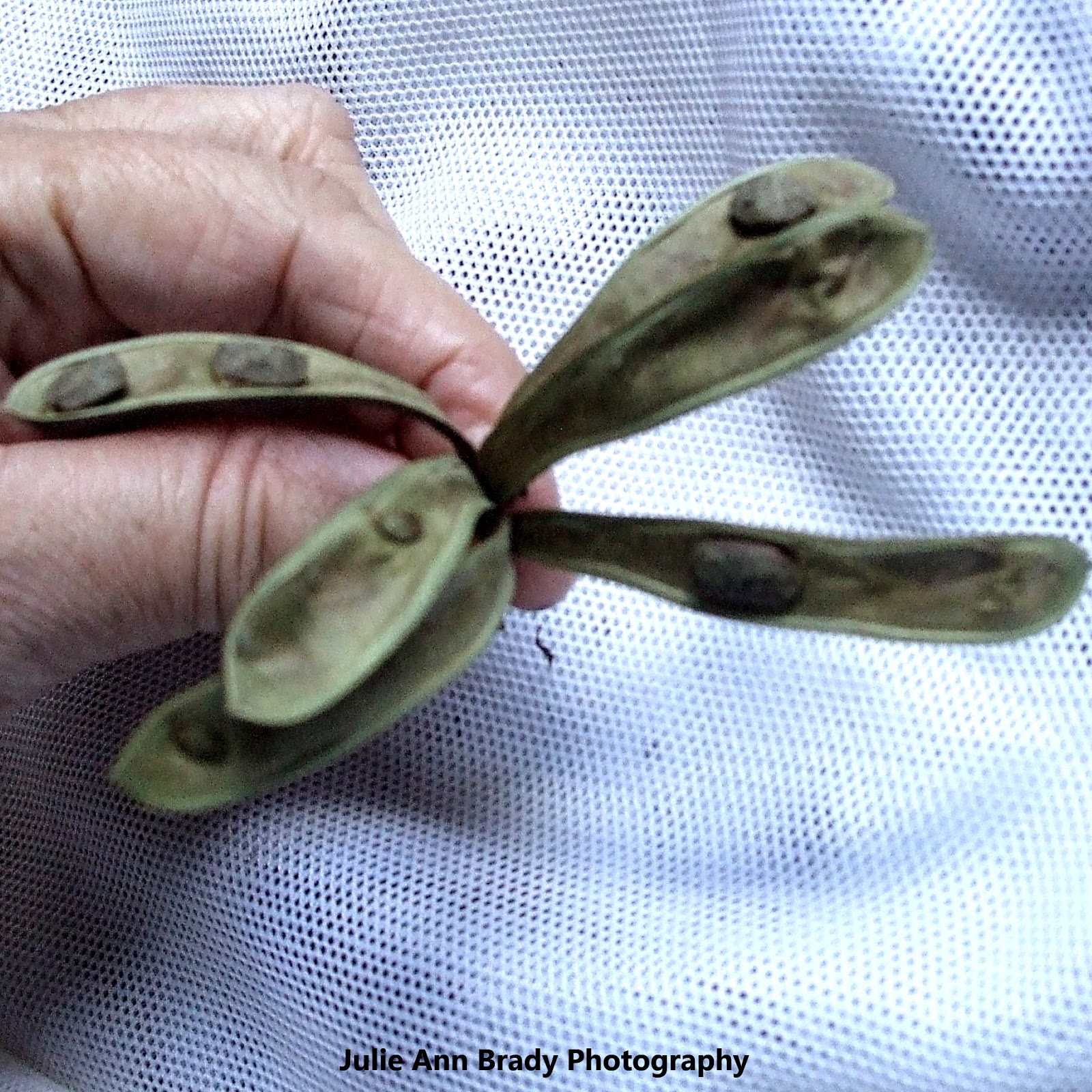 Julie Ann Brady Blog On Pink Powder Puff Calliandra surinamensis