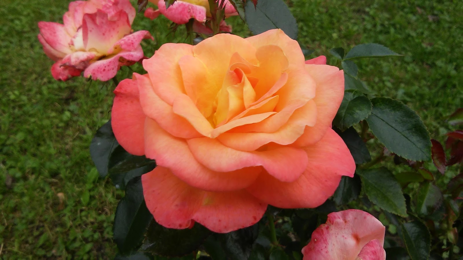 Ranczo Elma Róża Jam and Jerusalem