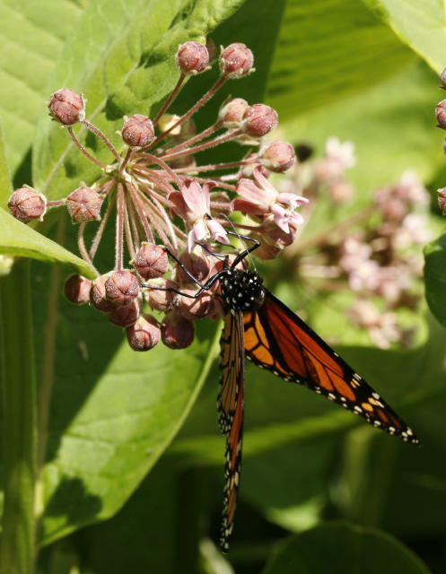 northeast naturalist: Butterflies on Milkweeds