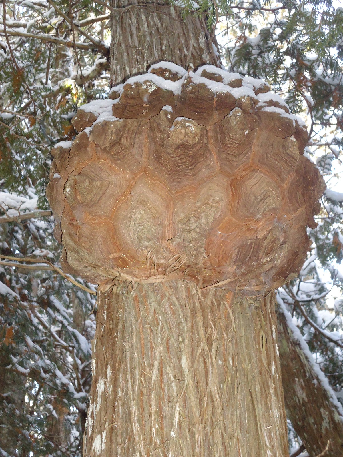 Oxygen Grows On Trees Growth on Cedar HELP