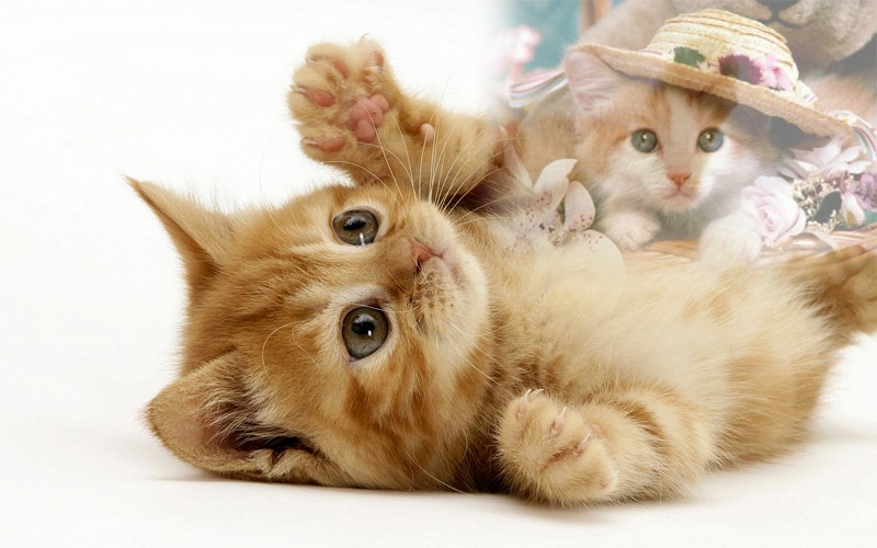 Gambar Dan Meme Lucu Gambar Kucing Lucu Galau