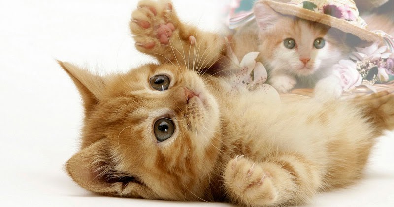 Wallpaper Gambar Kucing Expresi Lucu, Marah, Cute, Sedih 
