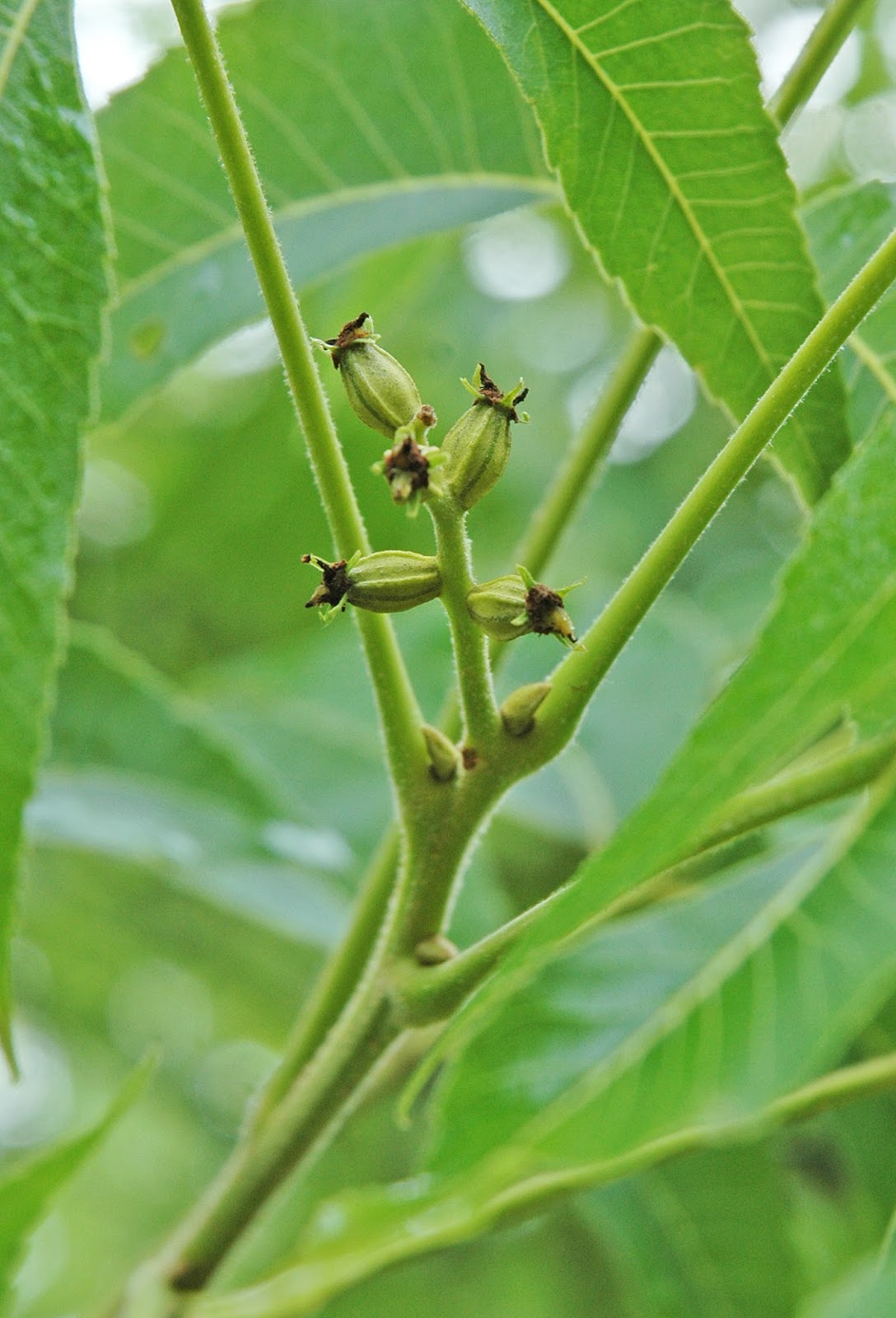 Northern Pecans Pecan crop load and pistillate flower strength