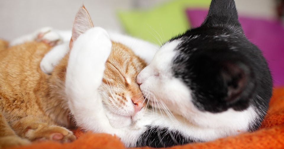 Cats Mating and Reproduction 4CAT LOVERS