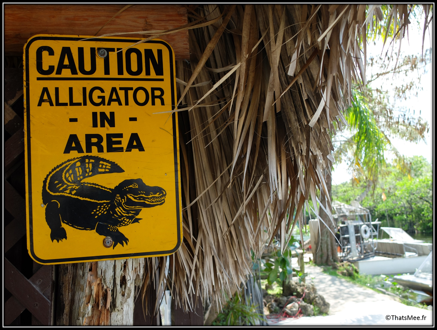 alligators danger Everglades Miami Air Boat