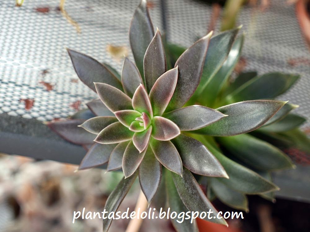 Echeveria Black Prince