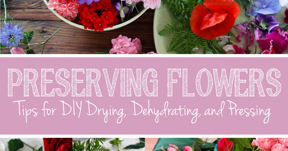 Green in Real Life Pressing, Dehydrating, and Preserving Flowers and Foliage