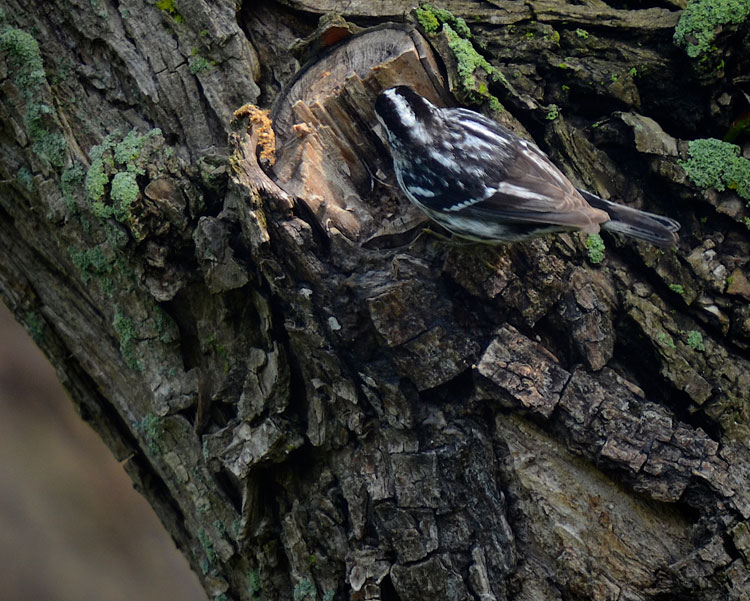 ...a Black and White warbler examining the decaying remains of a branch in the trunk.
