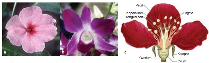Perbedaan Struktur Anatomi Organ Bunga  Pada Tumbuhan 