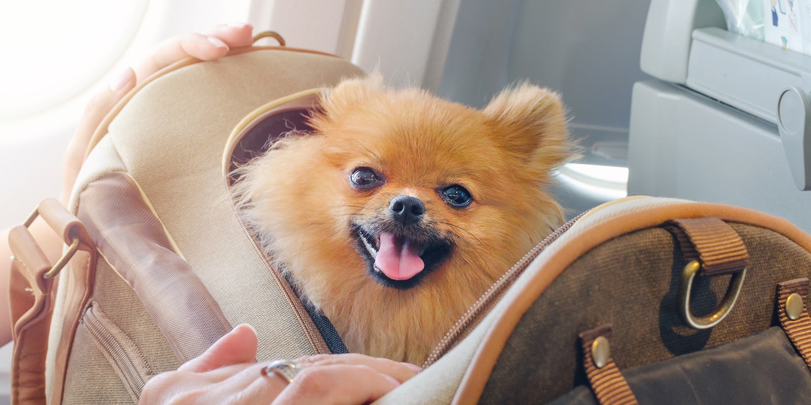 The Merry Catholic An Explosion of Pets’ on Planes