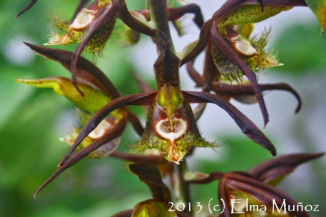 Catasetum saccatum. 2013 (c) Elma Muñoz