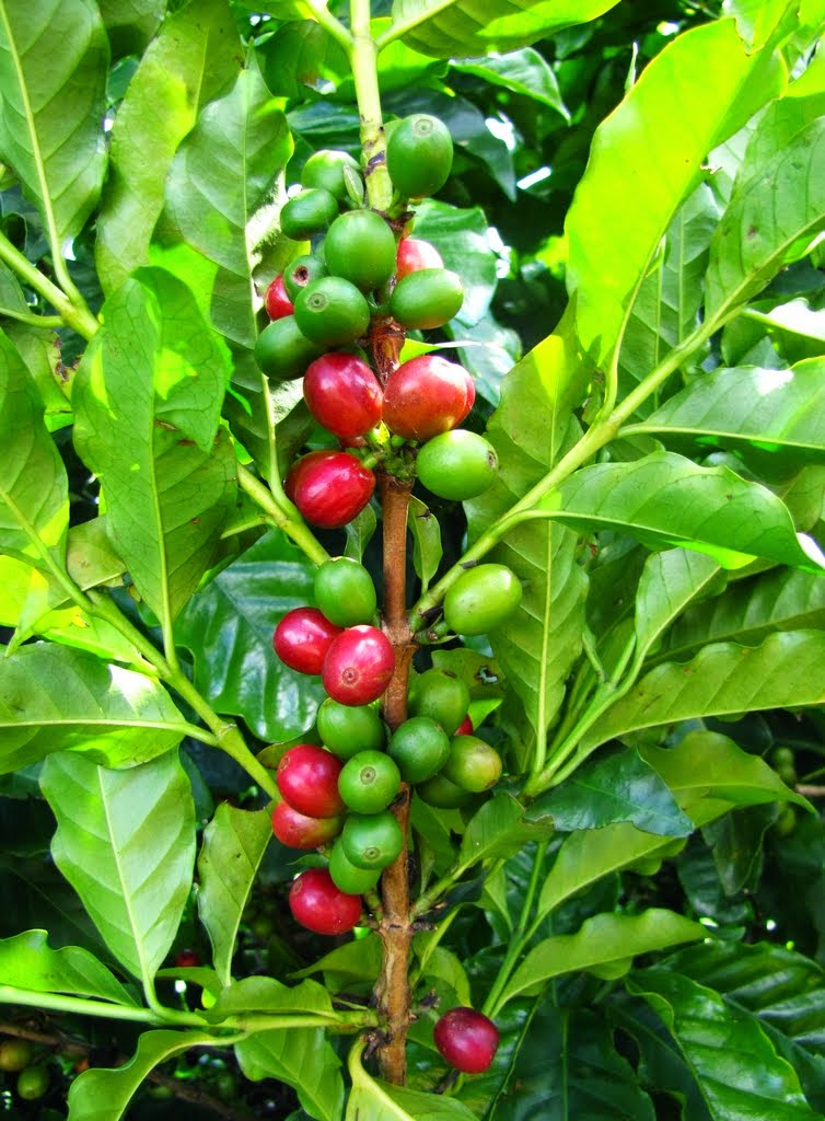 Percabangan Pada Batang ~ MUNAWI INSIDE