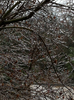 melting ice on trees