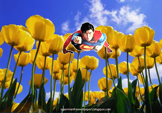 Wallpaper of Superman super sonic speed flying at Tulips Flowers Field Desktop wallpaper