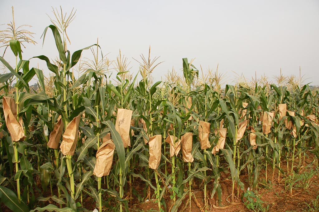 ESANLAND: -AGRIBUSINESS: Agriculture And Farming In ...