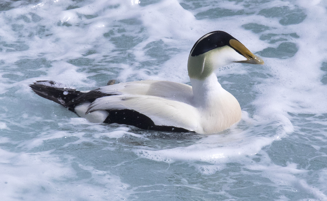 The Bruce Mactavish Newfoundland Birding Blog Borealis Common Eider in