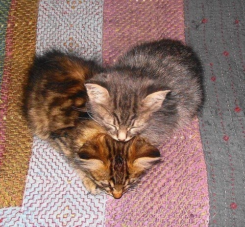 Two kitten forming heart shape